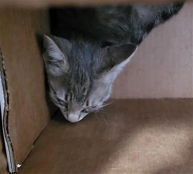A baby medium-sized female Domestic Medium Hair cat named Camden for adoption in Dallas, TX