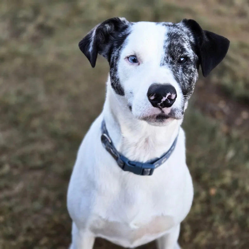 An adult medium-sized male Merle (Blue) Border Collie dog named River for adoption in Sheridan, AR