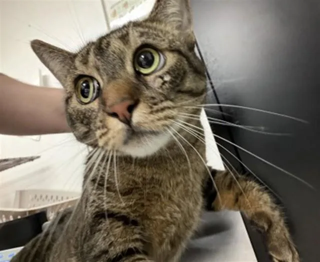 A young medium-sized female Domestic Short Hair cat named Zenon for adoption in San Bernardino, CA