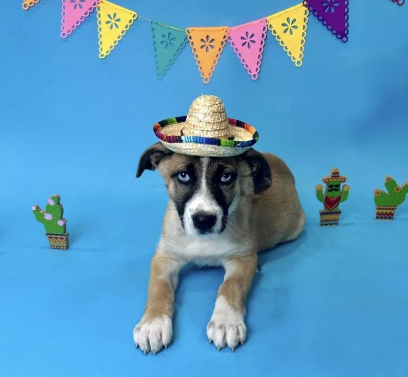 A baby large-sized male German Shepherd Dog dog named Thorin for adoption in Alvin, TX