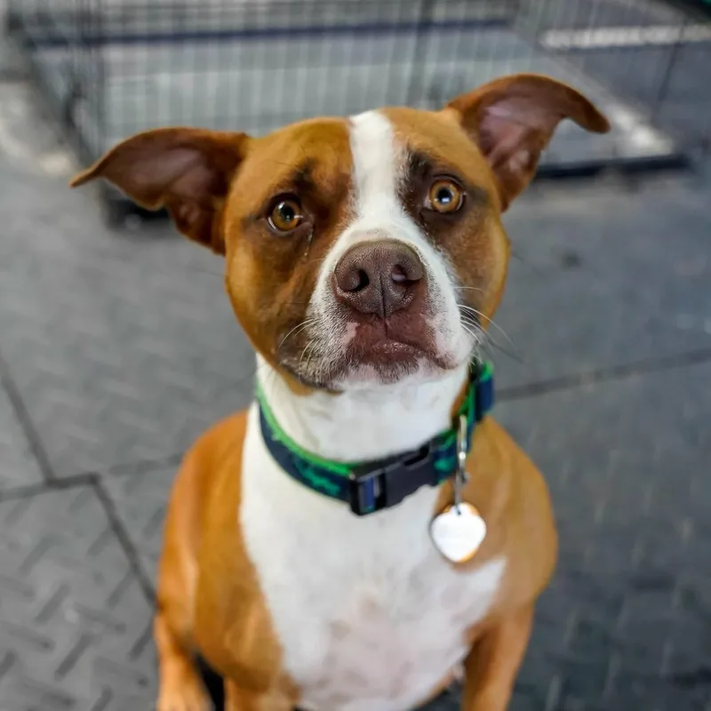 An adult small-sized male Yellow / Tan / Blond / Fawn Pit Bull Terrier dog named Koda for adoption in Thomaston, ME