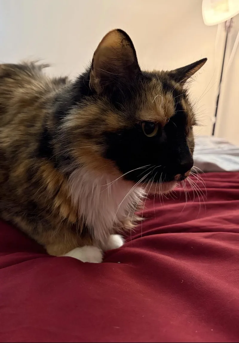 A senior medium-sized female Calico Domestic Medium Hair cat named Zeva for adoption in Spotswood, NJ