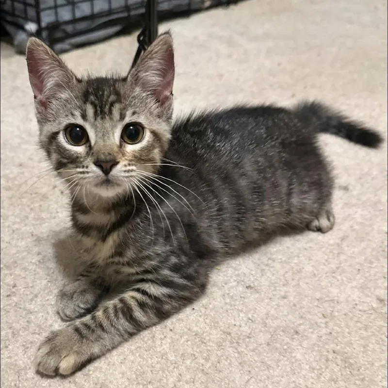A baby medium-sized female Tabby (Brown / Chocolate) Domestic Short Hair cat named Mabel for adoption in Stoughton, WI