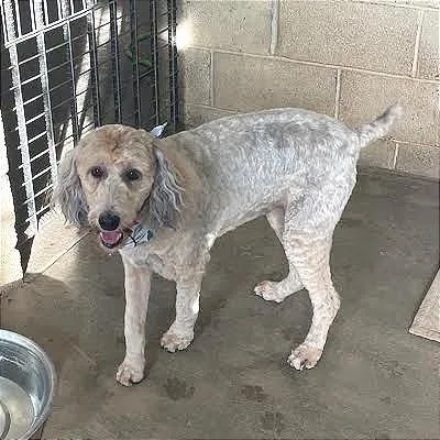 A senior medium-sized female Yellow / Tan / Blond / Fawn Standard Poodle dog named Zaralynn for adoption in Prescott, AZ
