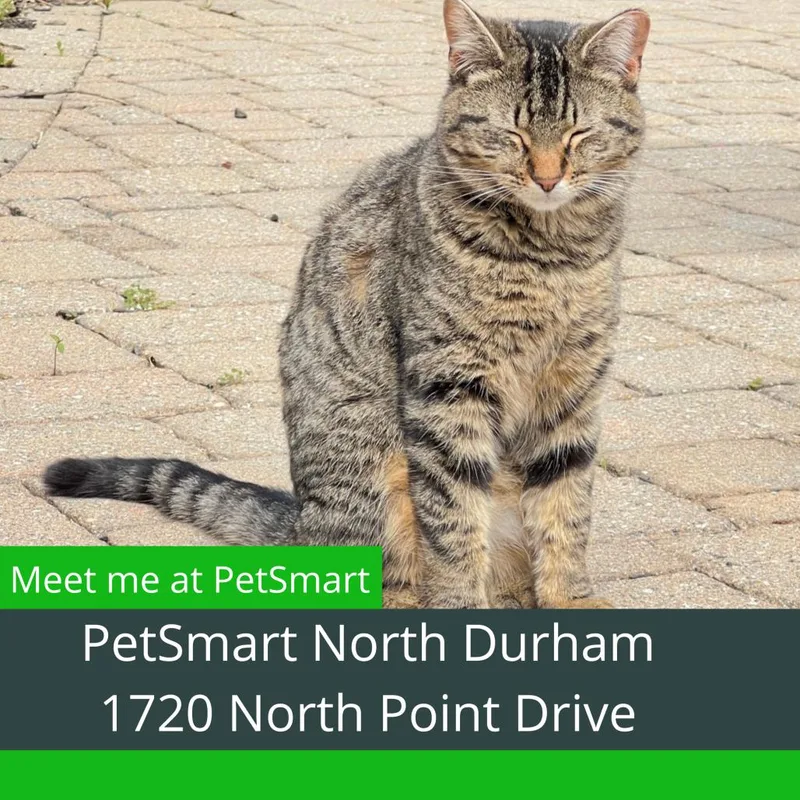 A young medium-sized female Brown / Chocolate Domestic Short Hair cat named Mika for adoption in Durham, NC