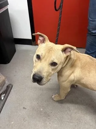 An adult medium-sized male Mixed Breed dog named Finnegan for adoption in West Chester, PA