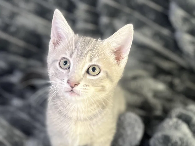 A baby small-sized male Domestic Short Hair cat named Mazie for adoption in Cookeville, TN