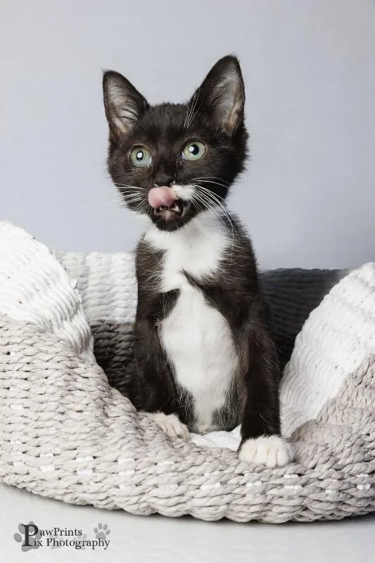 A young medium-sized male Black & White / Tuxedo Domestic Short Hair cat named Allspice for adoption in Maryville, TN