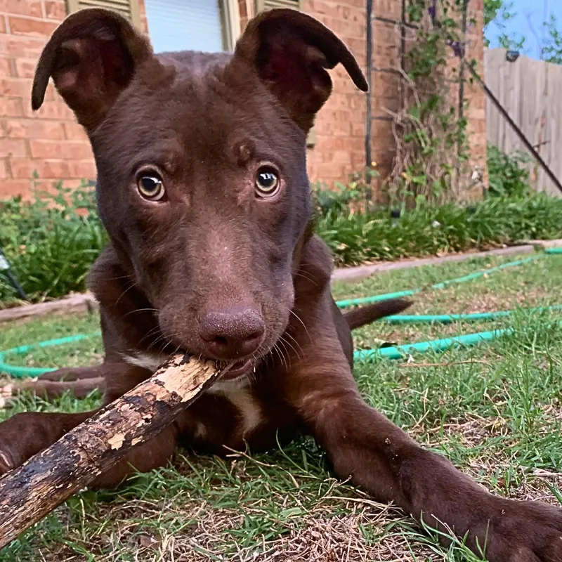 A baby medium-sized male Brown / Chocolate Labrador Retriever dog named Finn for adoption in Chatham, NJ