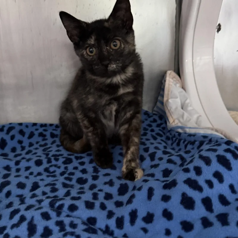 A baby small-sized female Black Domestic Short Hair cat named Hadley for adoption in Fresno, CA