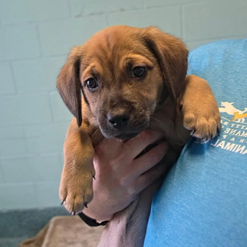 A baby small-sized male Black Mixed Breed dog named Vortex for adoption in Naples, FL