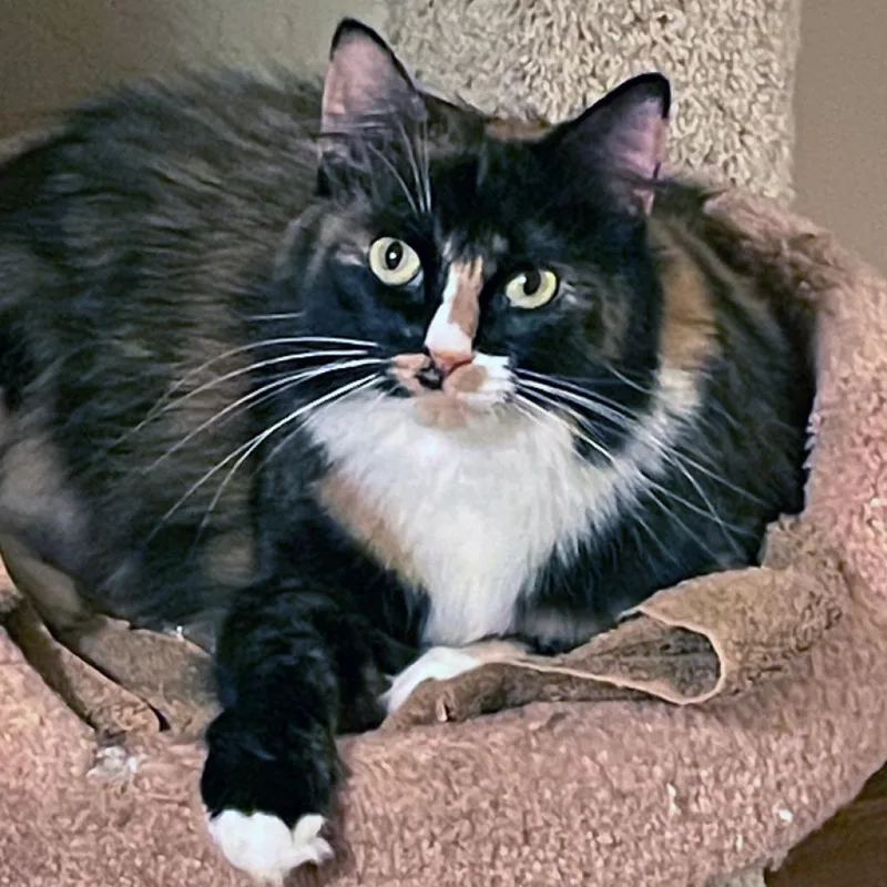A senior large-sized female Black Domestic Long Hair cat named Minerva for adoption in Pacific Grove, CA