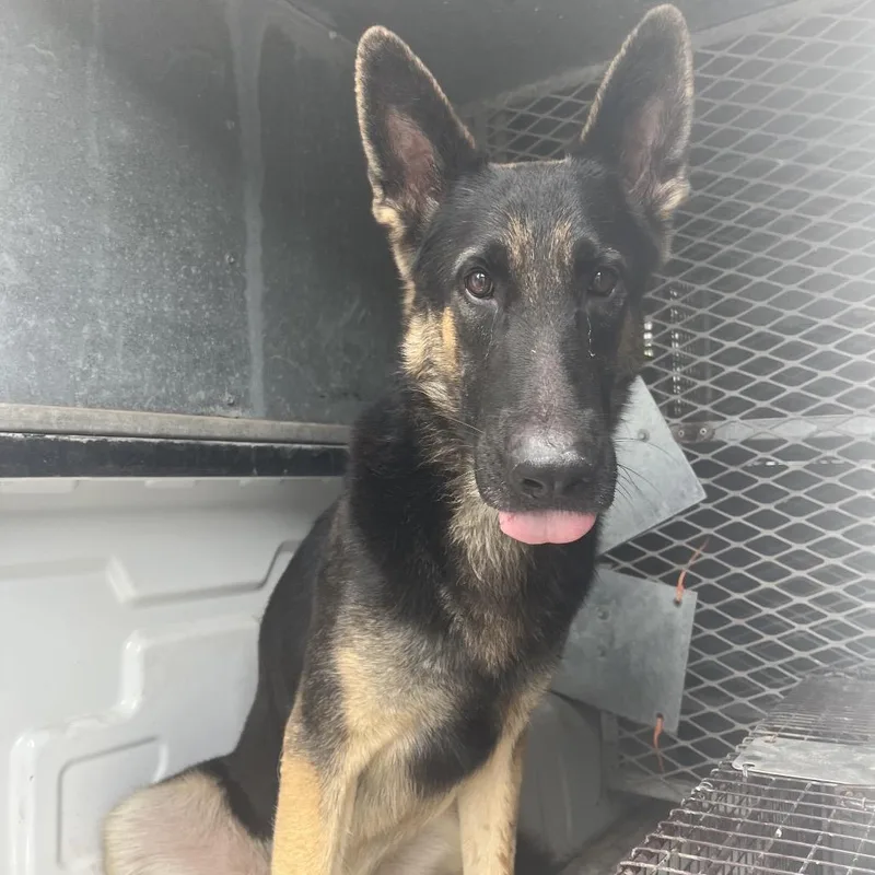 An adult large-sized male German Shepherd Dog dog named Bullet for adoption in Edinburg, TX