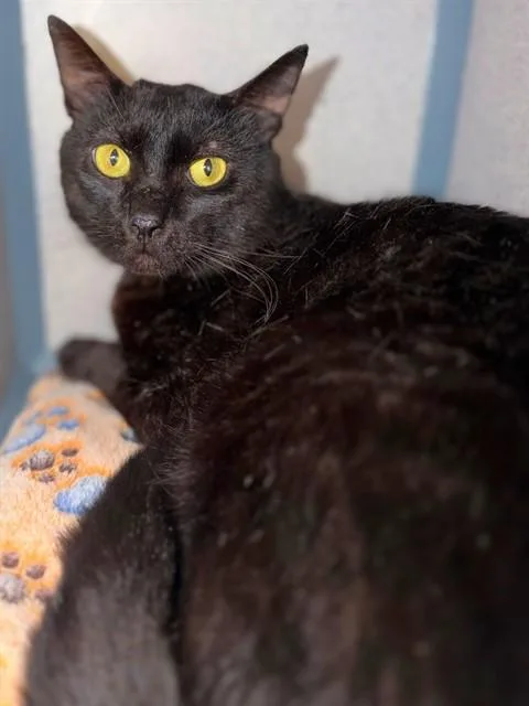 A young large-sized male Domestic Short Hair cat named Dru for adoption in Agoura, CA