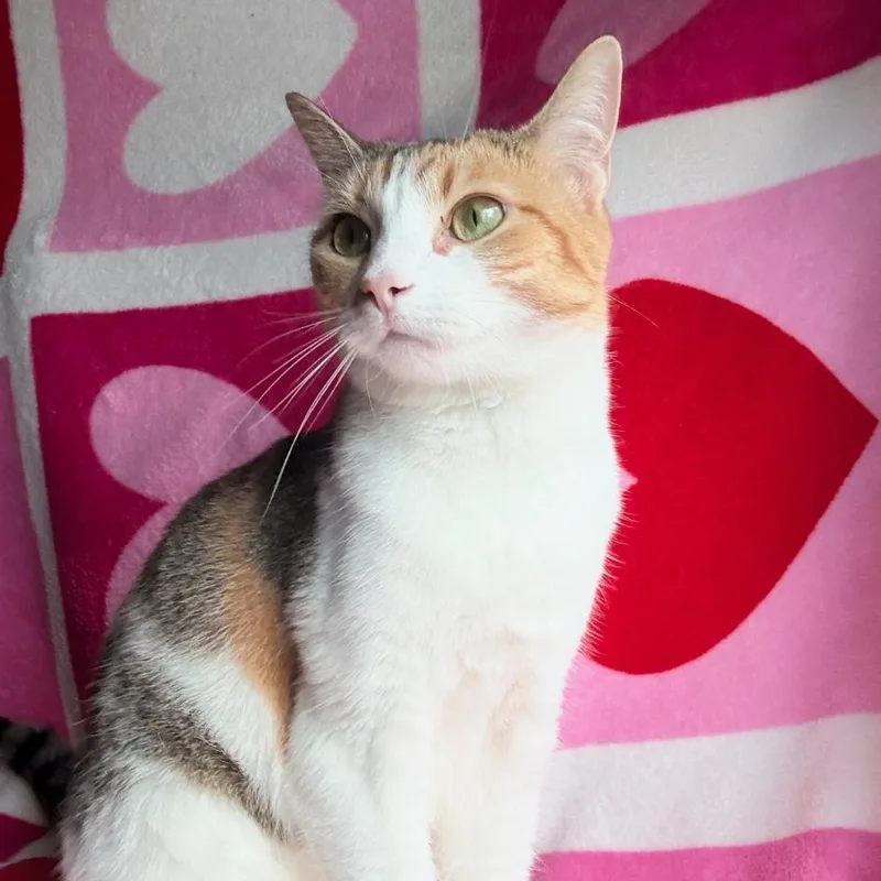 A young medium-sized female Calico cat named Sophie for adoption in Spring Lake Park, MN