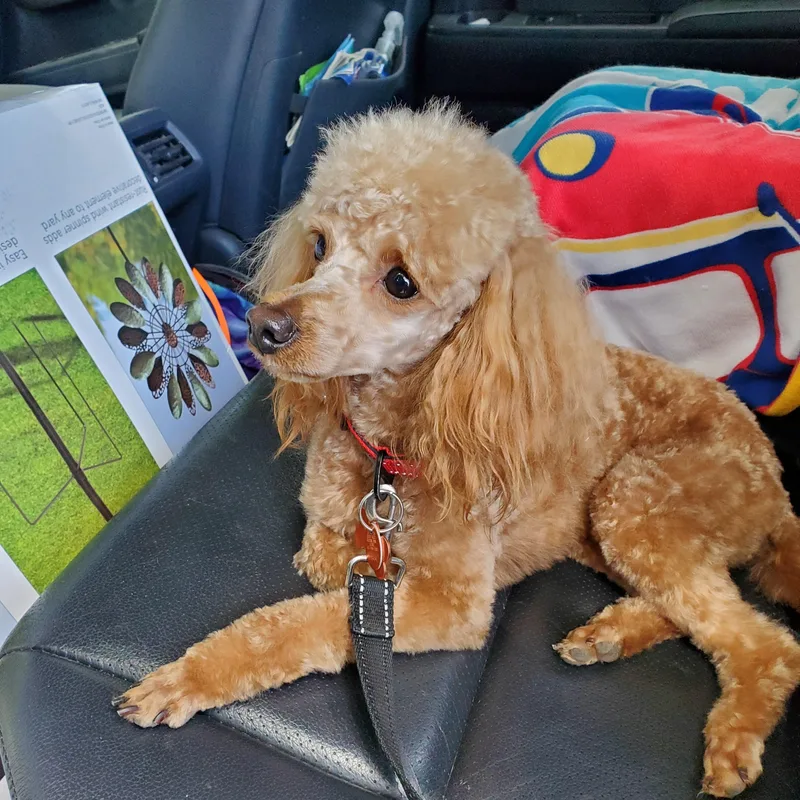 An adult small-sized male Apricot / Beige Miniature Poodle dog named Andy for adoption in Springfield, MO