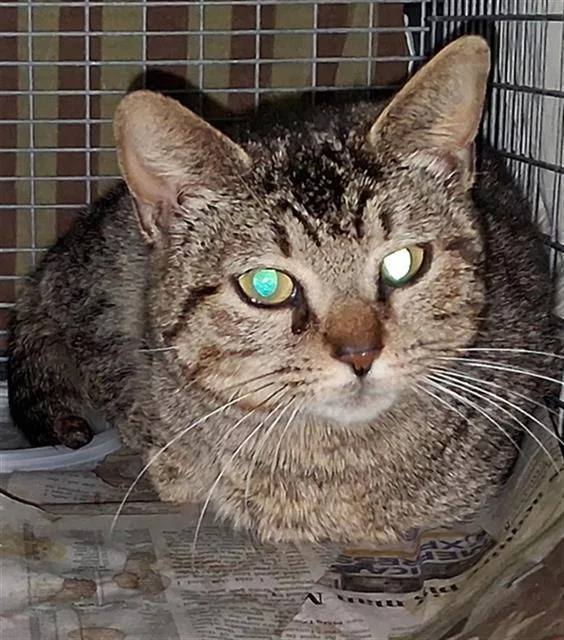 A young medium-sized female Domestic Short Hair cat named Molly for adoption in Dallas, TX