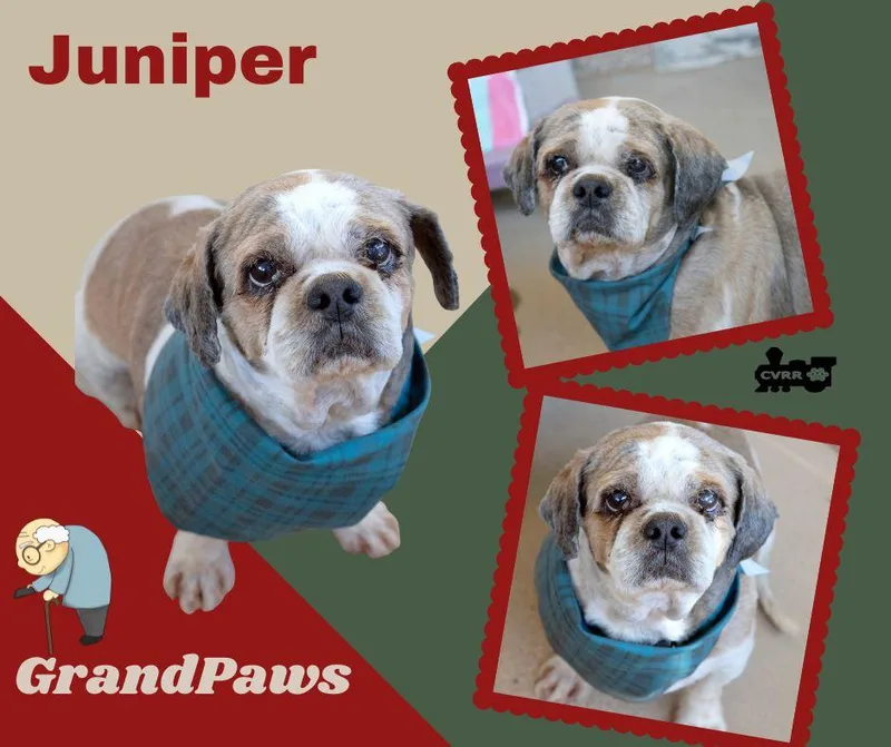 A senior small-sized male Shih Tzu dog named Juniper for adoption in LINDSAY, CA