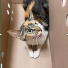 An adult medium-sized female Calico Domestic Short Hair cat named Rose for adoption in Lakewood, CO