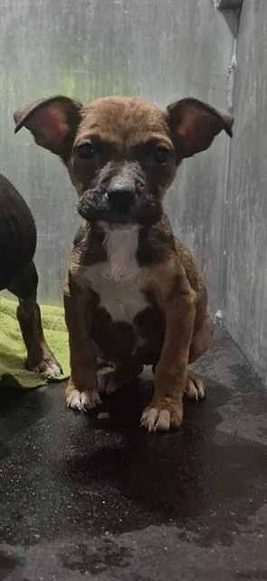 A baby small-sized female American Staffordshire Terrier dog named Poppy for adoption in San Antonio, TX