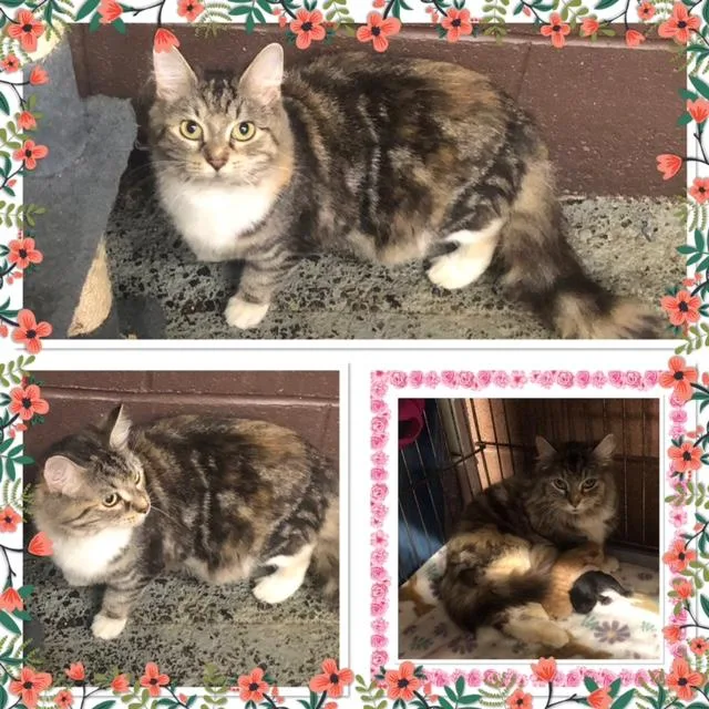 An adult small-sized female Domestic Medium Hair cat named Dulce for adoption in Buckhannon, WV