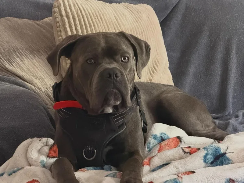 A young large-sized male Gray / Blue / Silver Cane Corso dog named Blue AKA Moose for adoption in Minneapolis, MN