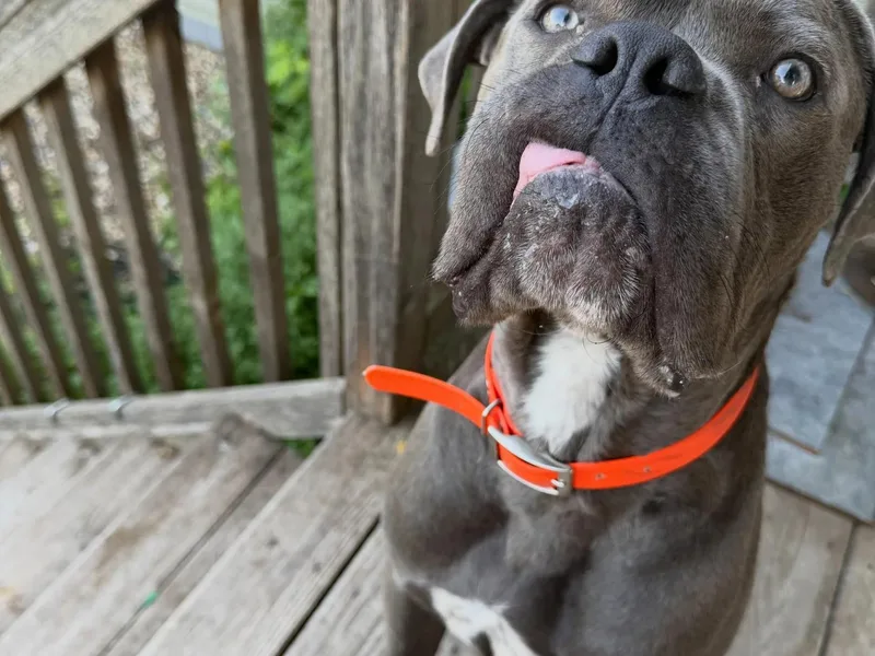 Blue AKA Moose thumbnail 3