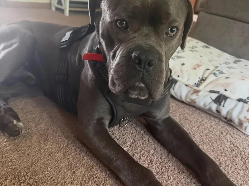 Blue AKA Moose thumbnail 5