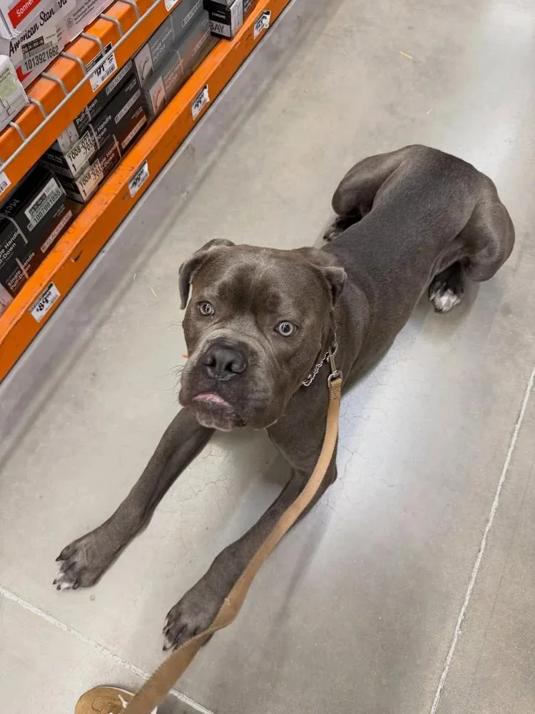 Blue AKA Moose thumbnail 6