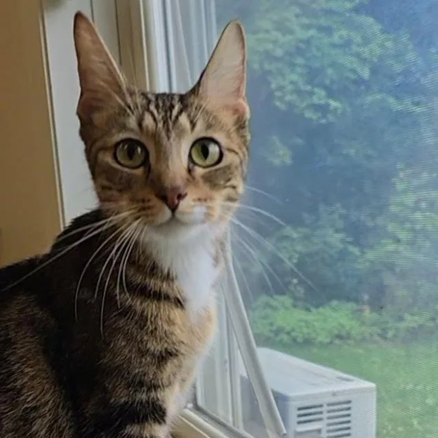 An adult medium-sized female Brown / Chocolate Domestic Short Hair cat named Fatima for adoption in Red Wing, MN