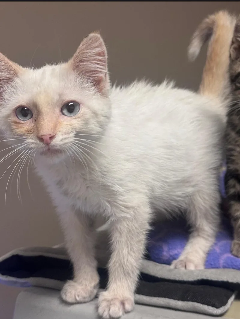 A baby small-sized male Flame Point Siamese cat named Butterbean for adoption in Columbia, MO