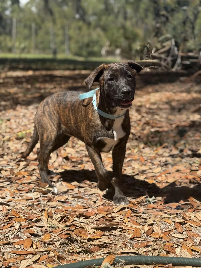 Deana Carter thumbnail 2