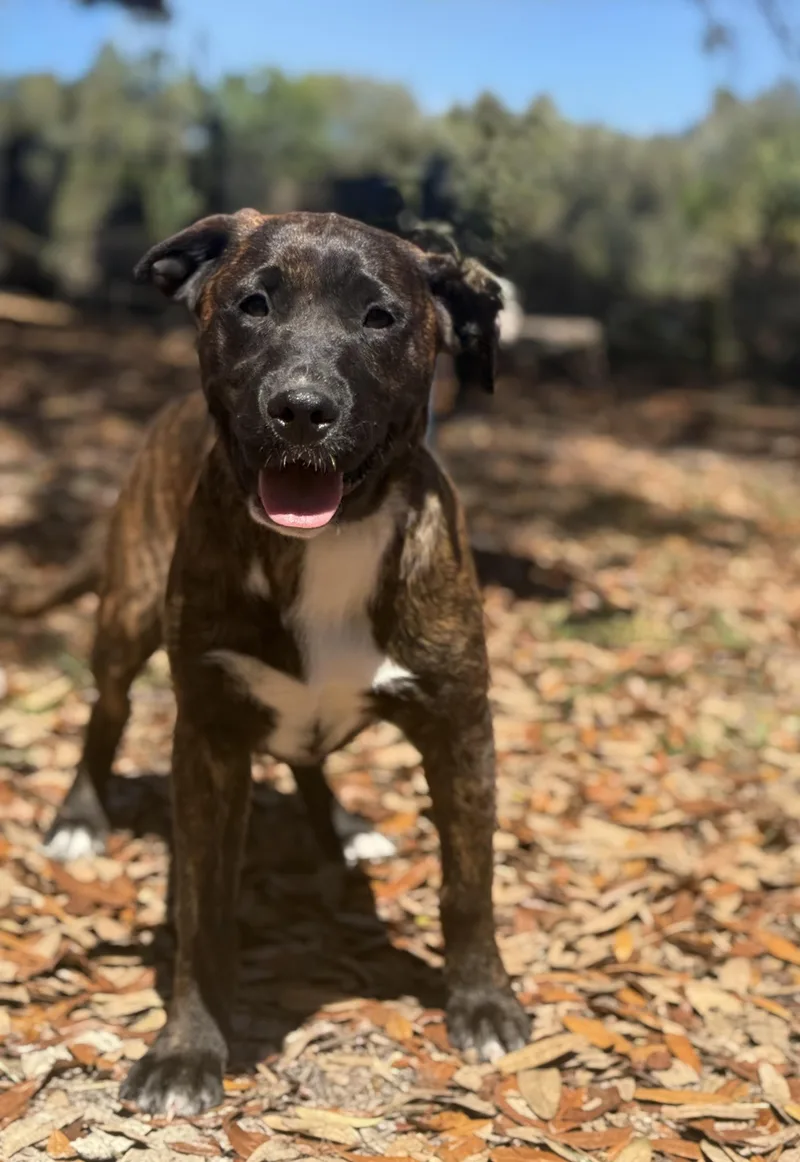 Deana Carter thumbnail 3