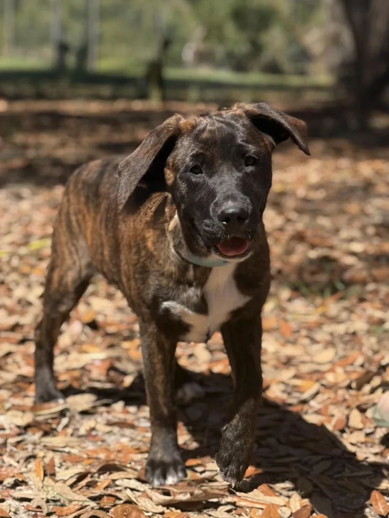 Deana Carter thumbnail 5