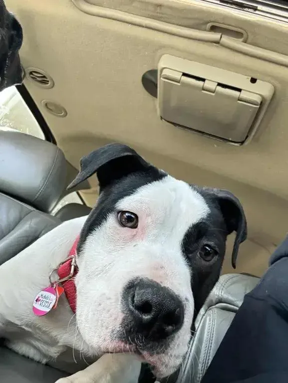 Meathead thumbnail 2