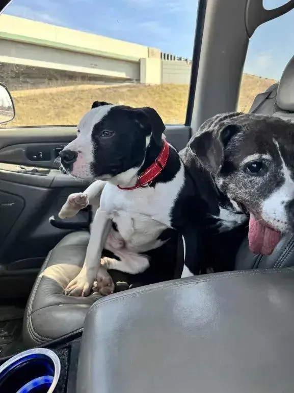 Meathead thumbnail 3