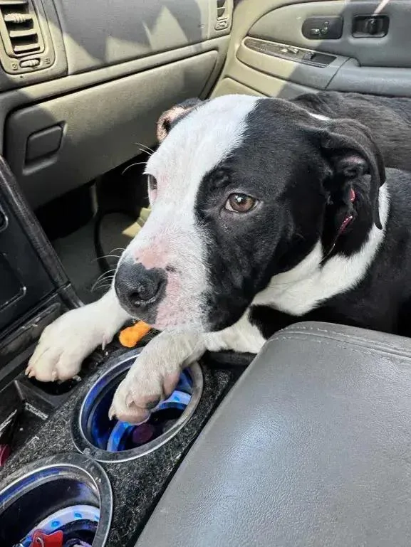 Meathead thumbnail 4