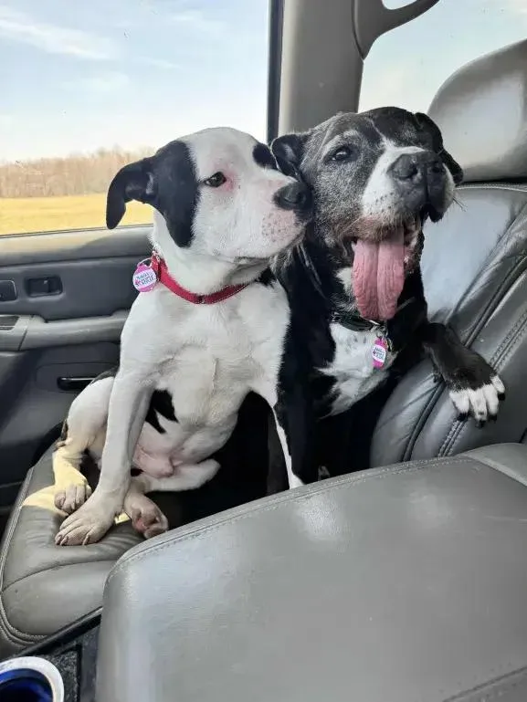 Meathead thumbnail 5