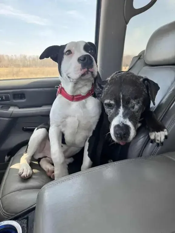 Meathead thumbnail 6