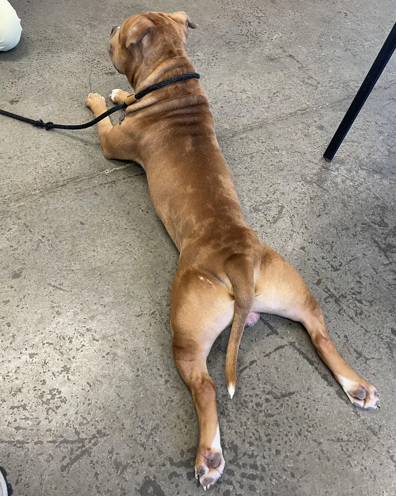 An adult large-sized male Merle (Red) Mixed Breed dog named Rafiki for adoption in Mishawaka, IN
