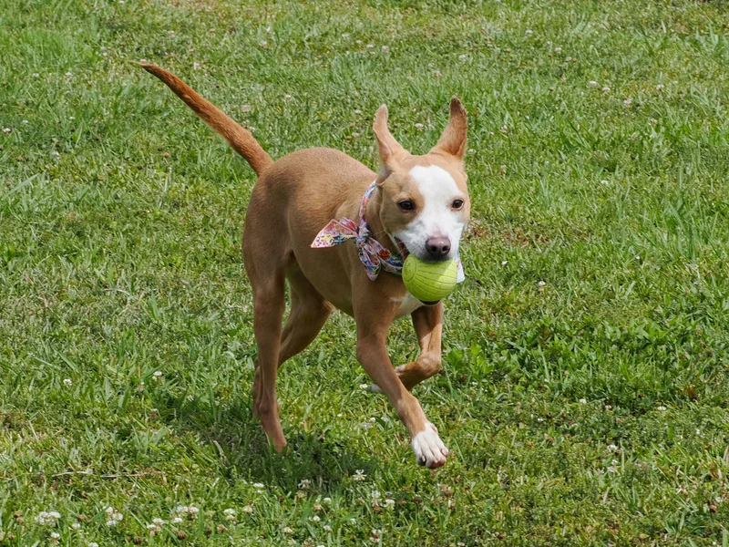 An adult medium-sized female Apricot / Beige Mixed Breed dog named Gazelle for adoption in Myrtle Beach, SC