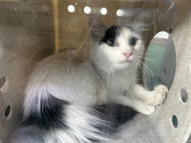 A young medium-sized female Domestic Short Hair cat named Kiki for adoption in Baldwin Park, CA