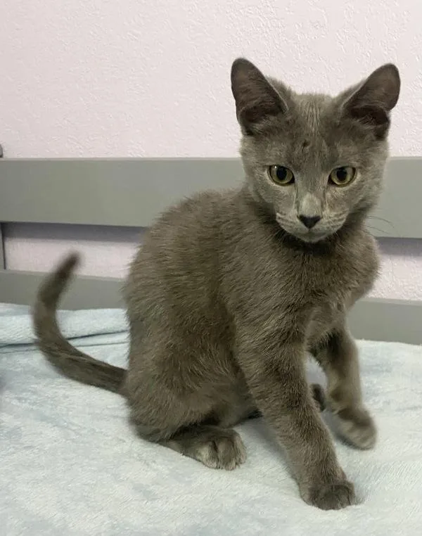 A baby small-sized male Domestic Short Hair cat named Orion for adoption in Vallejo, CA