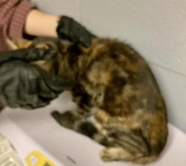 An adult medium-sized female Tabby (Brown / Chocolate) Domestic Short Hair cat named Catherine for adoption in Cincinnati, OH