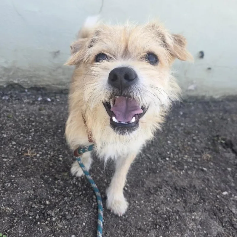 An adult small-sized male Terrier dog named Jax for adoption in Pacifica, CA