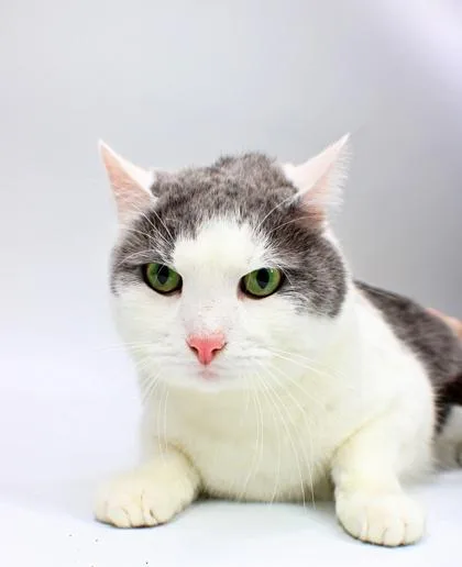 An adult small-sized male Domestic Short Hair cat named Oliver for adoption in Morton Grove, IL