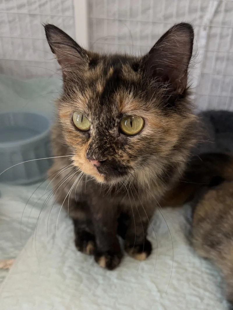 A young medium-sized female Domestic Short Hair cat named Star MC for adoption in Satellite Beach, FL