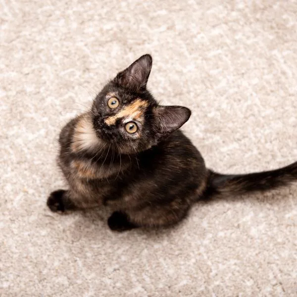 Ember  Bonded Buddy