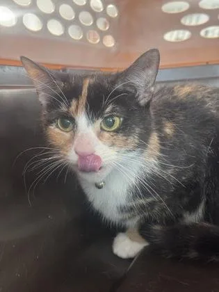 Honey The Cat thumbnail 2