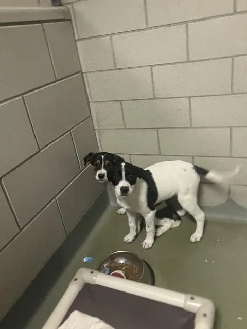 A baby medium-sized male Beagle dog named Rotini for adoption in Boston, MA